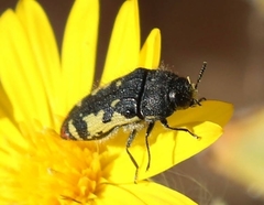 Acmaeodera amabilis