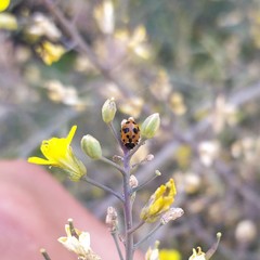 Hippodamia variegata