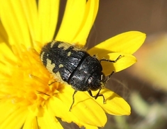 Acmaeodera amabilis
