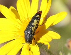 Acmaeodera amabilis