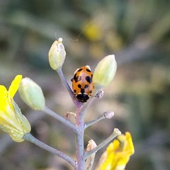Hippodamia variegata