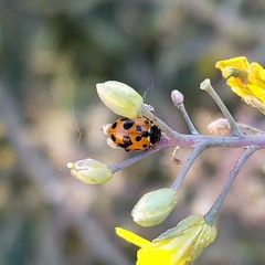 Hippodamia variegata