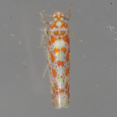 Dikrella maculata