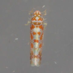 Dikrella maculata