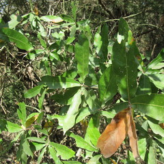 Quercus incana