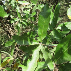 Quercus incana