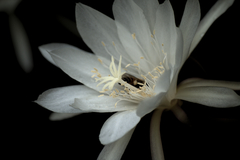 Epiphyllum oxypetalum