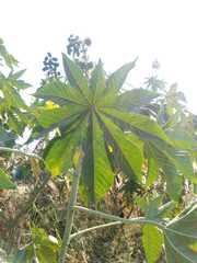 Ricinus communis