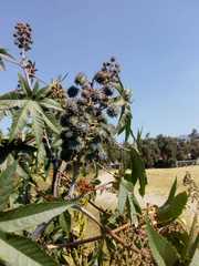 Ricinus communis