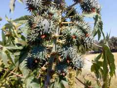 Ricinus communis