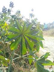 Ricinus communis