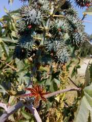 Ricinus communis