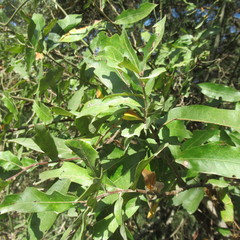 Quercus incana