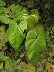 Anthurium buganum