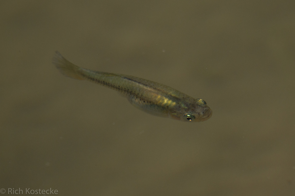 Pecos Gambusia