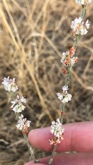 Eriogonum roseum