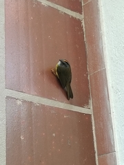 Myiothlypis coronata