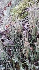 Cladonia maxima