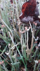 Cladonia maxima