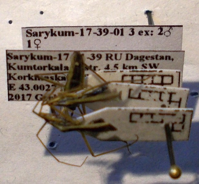 Notostira erratica