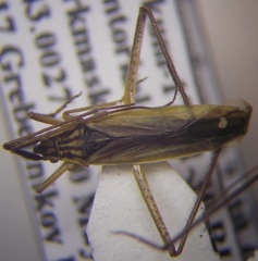 Notostira erratica