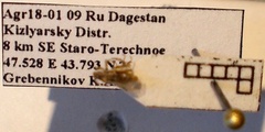 Nysius cymoides