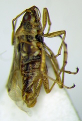 Nysius cymoides