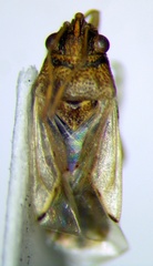 Nysius cymoides