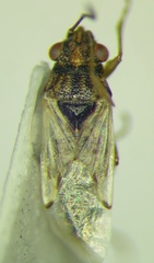 Nysius cymoides