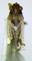 Nysius cymoides