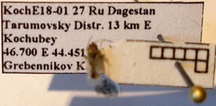 Nysius cymoides