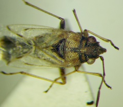 Nysius cymoides