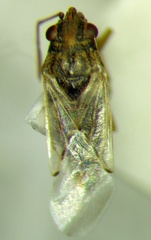 Nysius cymoides