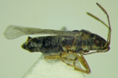 Nysius cymoides