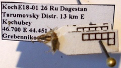 Nysius graminicola