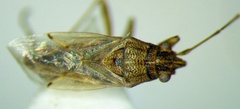 Nysius graminicola