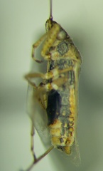 Nysius graminicola