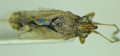 Nysius graminicola