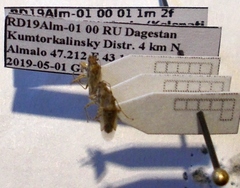 Nysius graminicola
