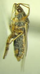 Nysius graminicola
