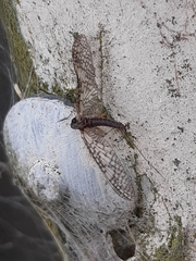 Ephemeroptera