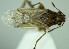 Nysius graminicola