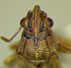 Nysius graminicola