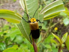 Chauliognathus heros