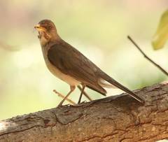 Turdus amaurochalinus