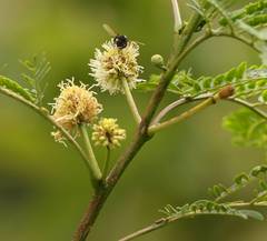 Leucaena leucocephala