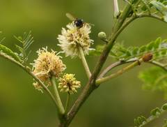 Leucaena leucocephala