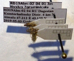 Nysius graminicola