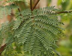 Leucaena leucocephala