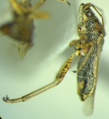 Nysius graminicola